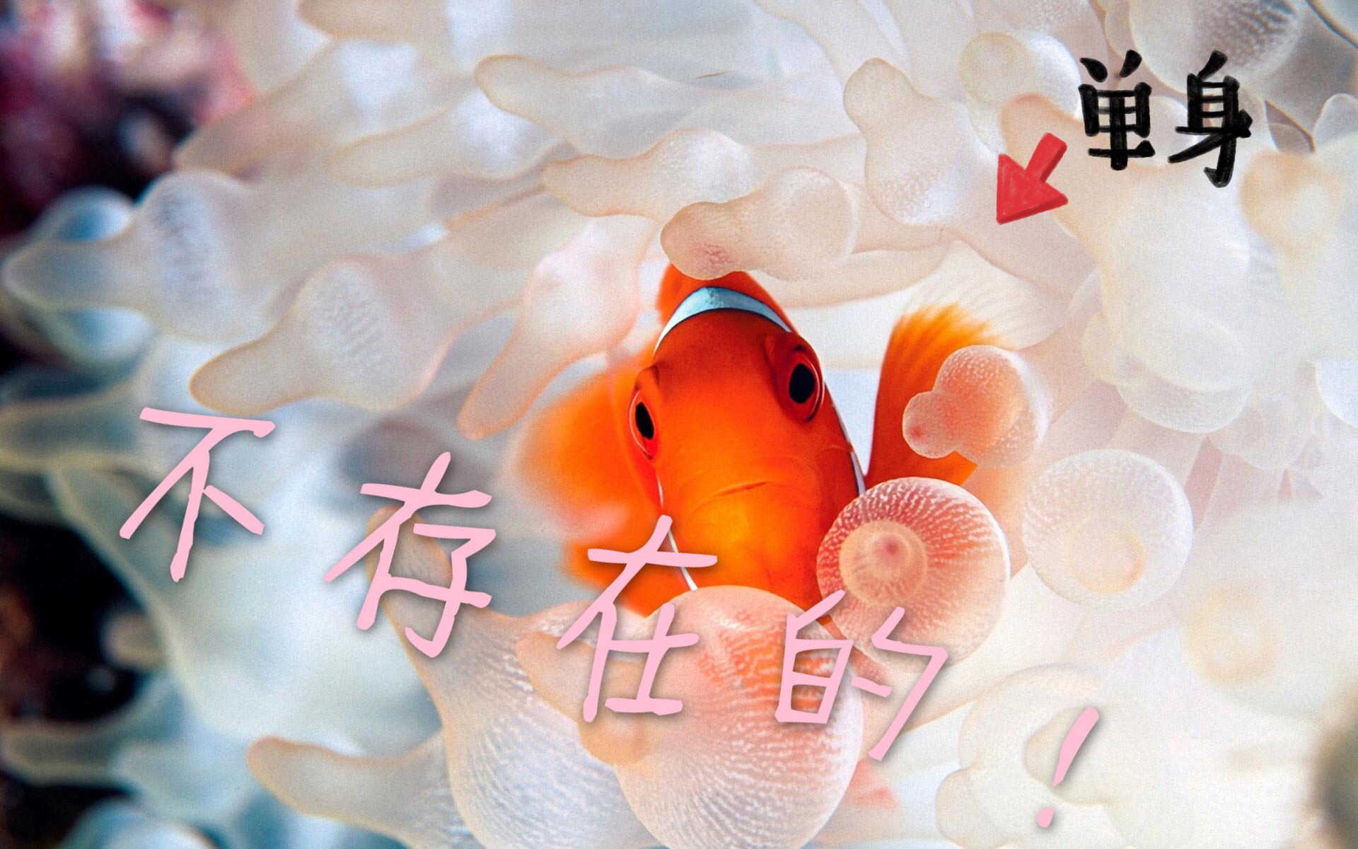 小丑鱼饲养方法,小丑炮弹鱼饲养