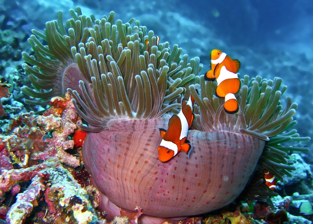 小丑鱼饲养方法,小丑炮弹鱼饲养