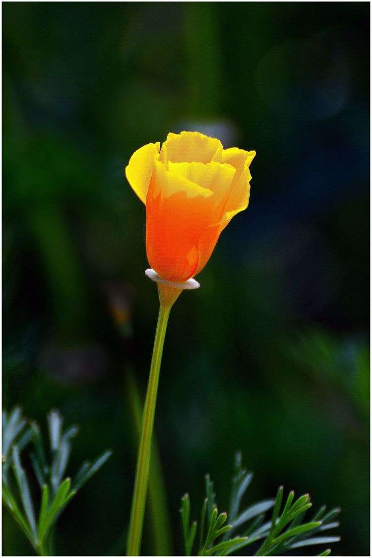 代表独特的花语的花是什么,什么花的花语是惊艳人心的呢