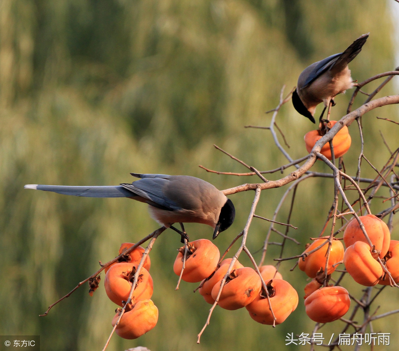 柿子红色的小山村,柿林村简介