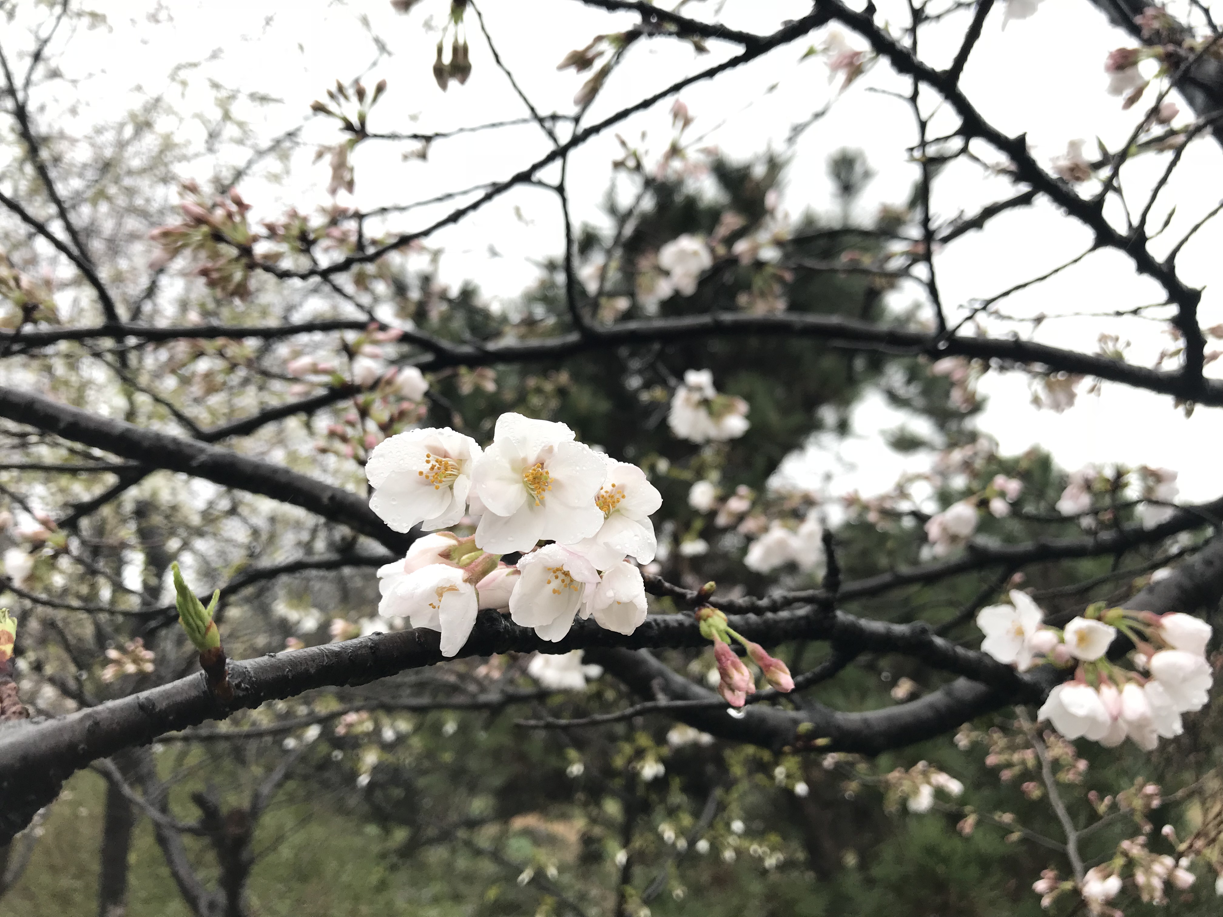 解酒效果很高的药,解酒护肝药物有用吗