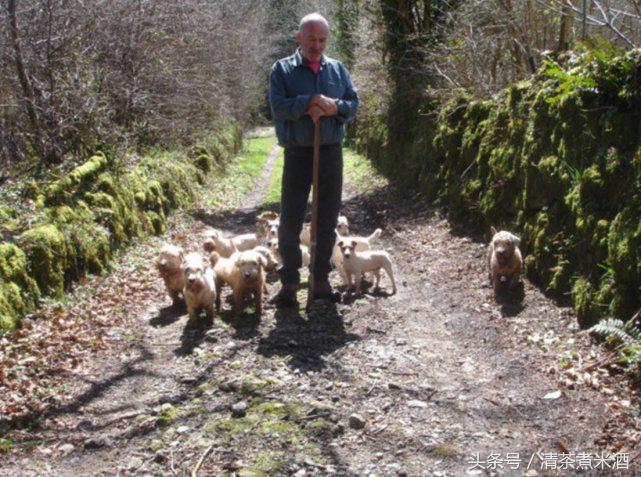 澳大利亚老鼠泛滥怎么解决的,澳大利亚老鼠泛滥成灾视频