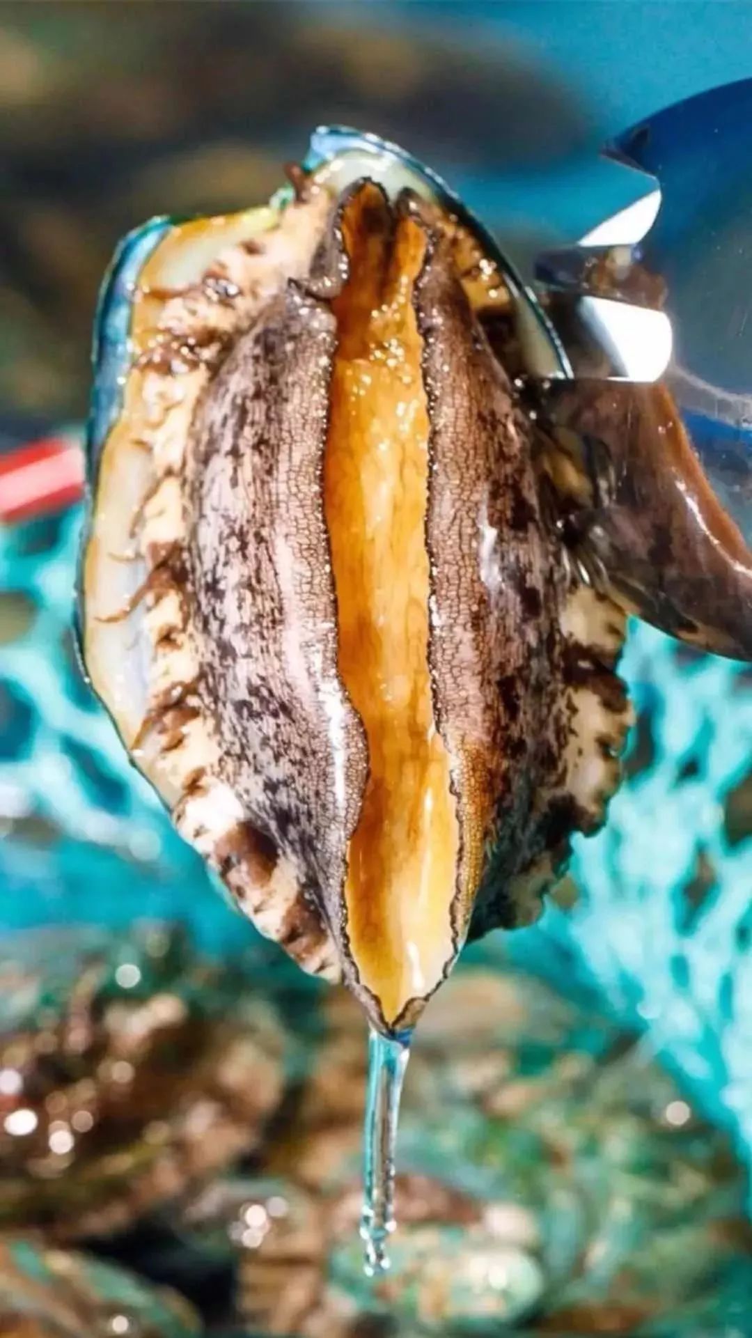 天津海鲜自助一百多一位的餐厅,天津高端自助海鲜价位