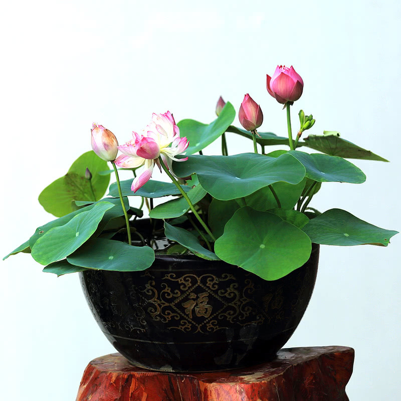 碗莲可以和绿萝一起养吗,养碗莲如何才能开出好看的花