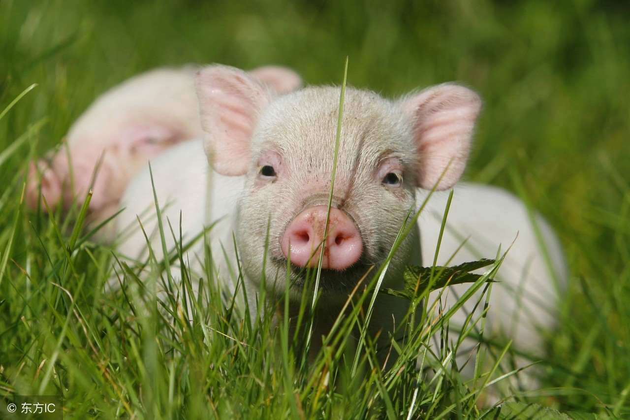 1971年的生肖猪明年遇到正缘吗,1971年的猪这个月的财运如何