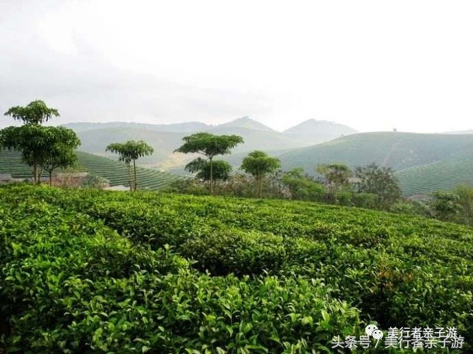 到版纳一定要体验一场泼水狂欢,云南景洪泼水节之旅