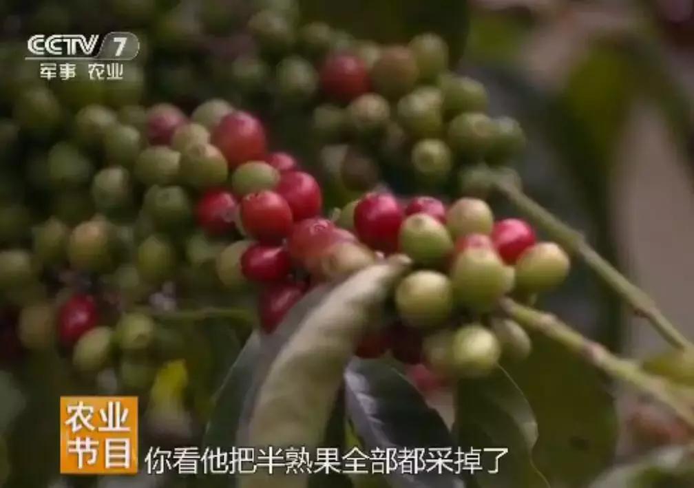 星巴克云南咖啡豆,星巴克用的都是云南的咖啡豆吗