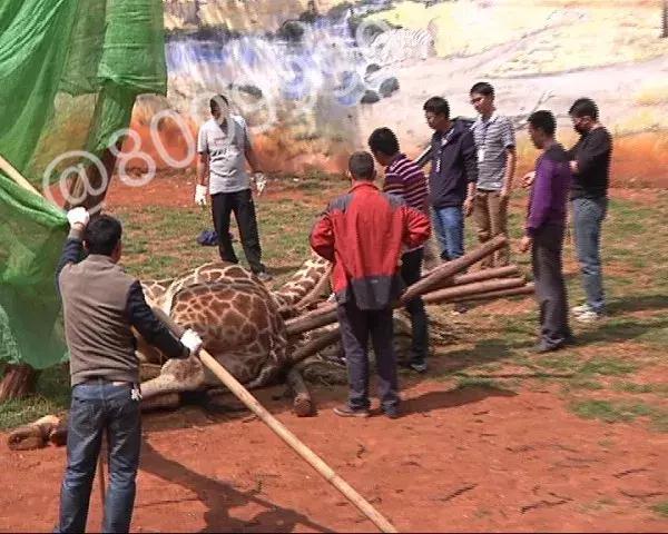 长颈鹿受伤倒地不起,长颈鹿海荣