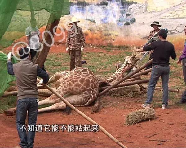 长颈鹿受伤倒地不起,长颈鹿海荣