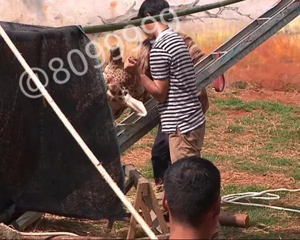 长颈鹿海荣视频,长颈鹿受伤倒地