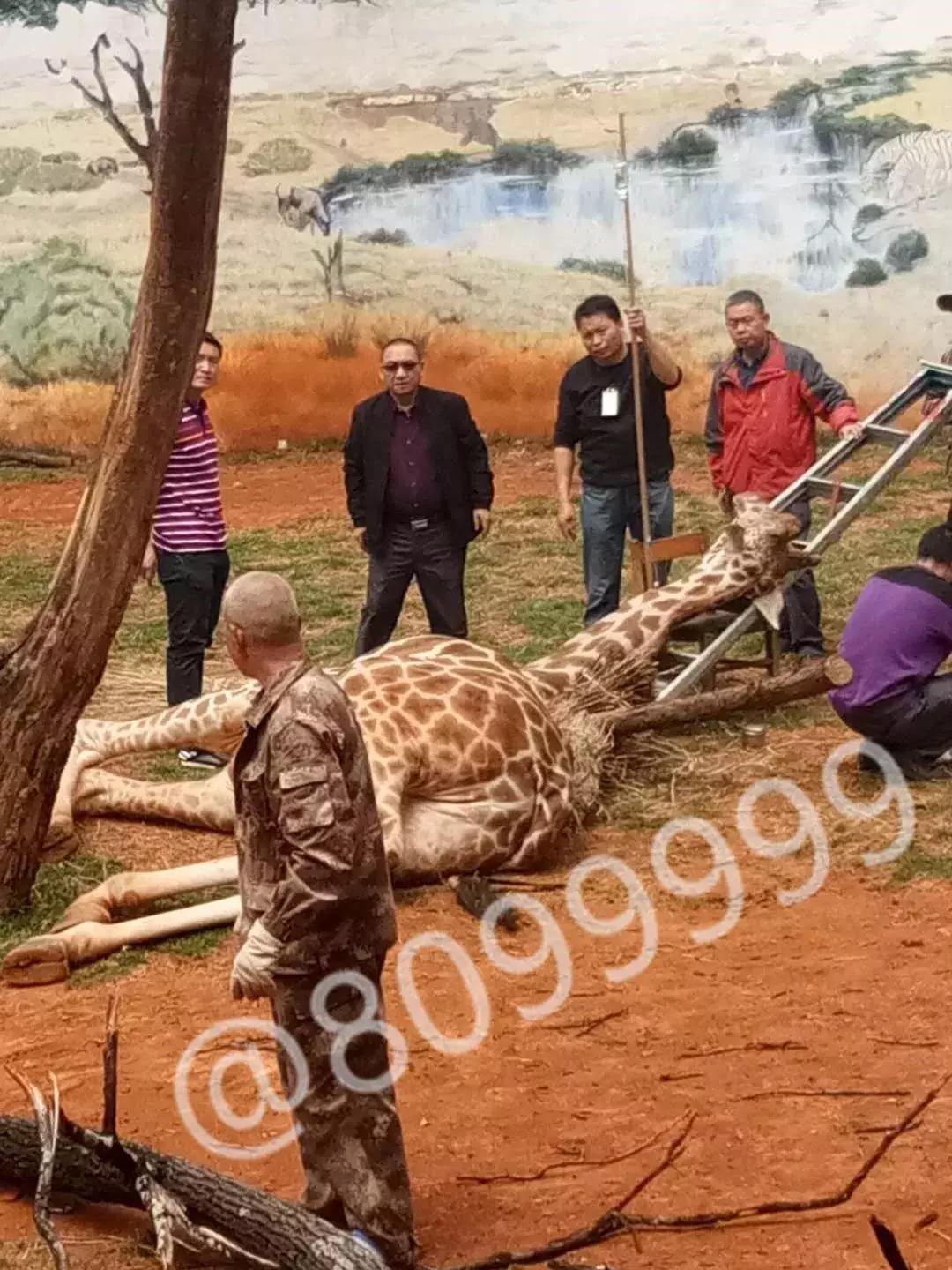 长颈鹿海荣视频,长颈鹿受伤倒地