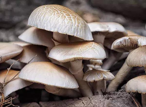 农业服务创业商机,现在农业创业好项目好做吗