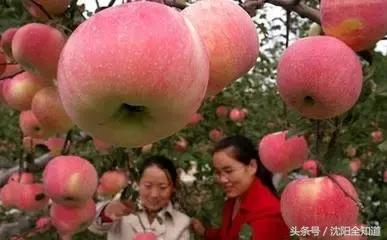 沈阳周边乡村旅游景点推荐,沈阳周边小众山水