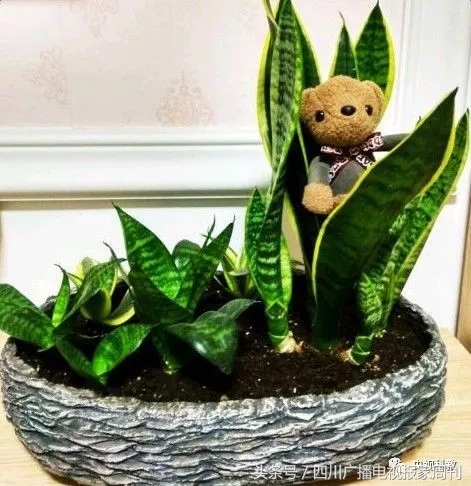 醋水和绿植哪个除甲醛快,除味除甲醛绿植用水怎么培养