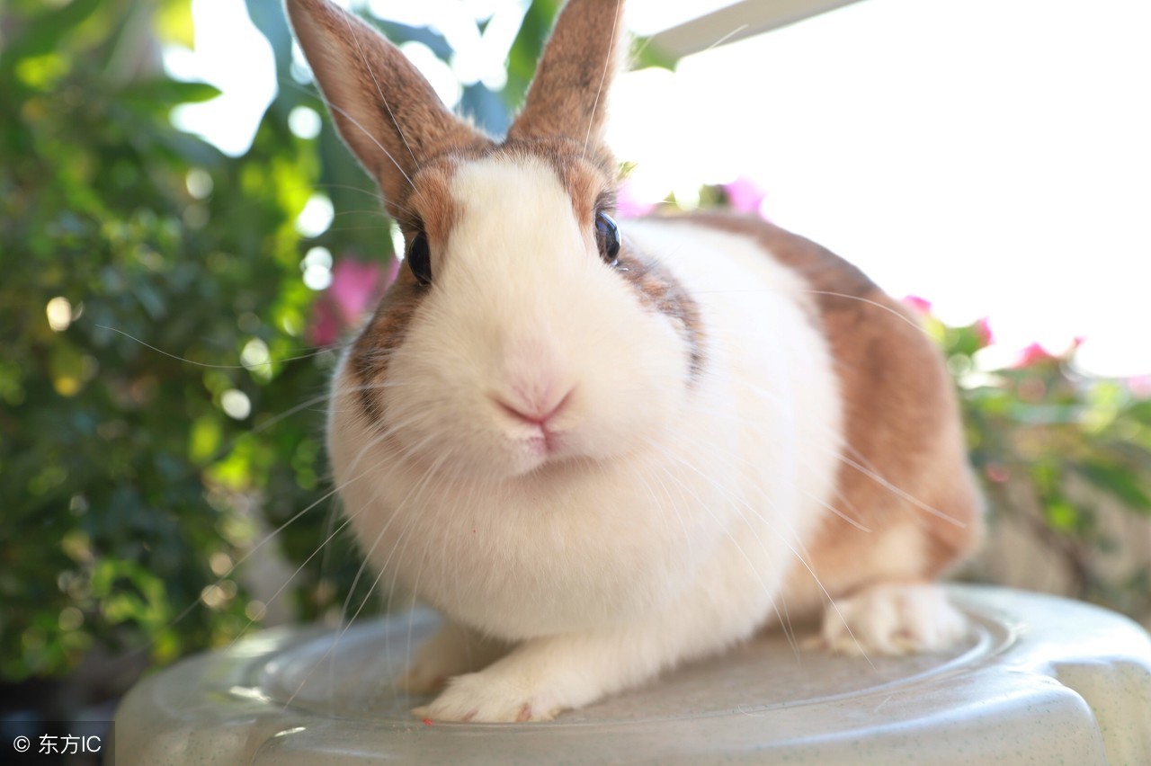 生肖兔在哪一年最成功,生肖兔到哪年运气好些