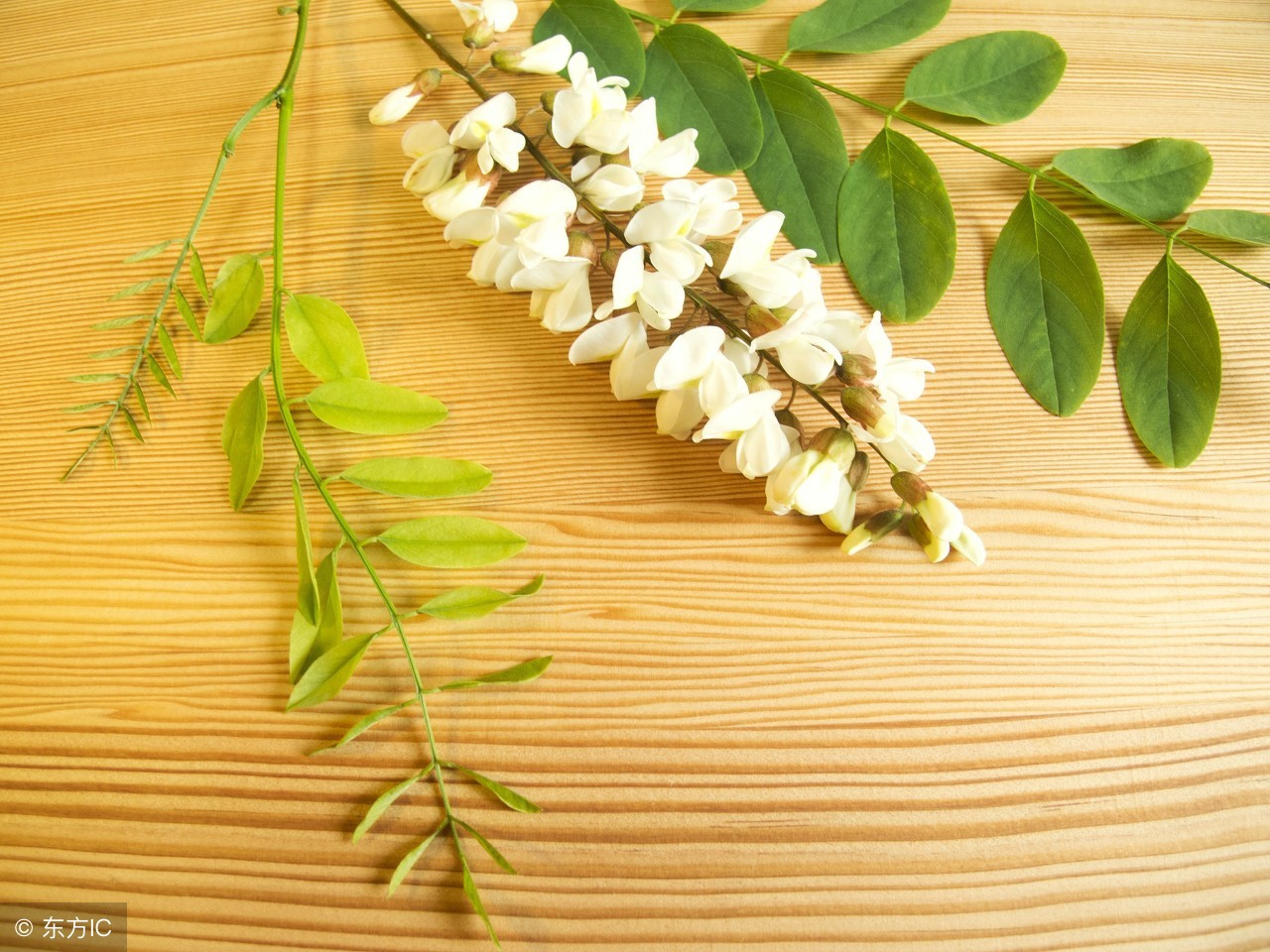 槐花对身体有好处应该怎么去吃呢,槐花能吃吗吃槐花有哪些好处