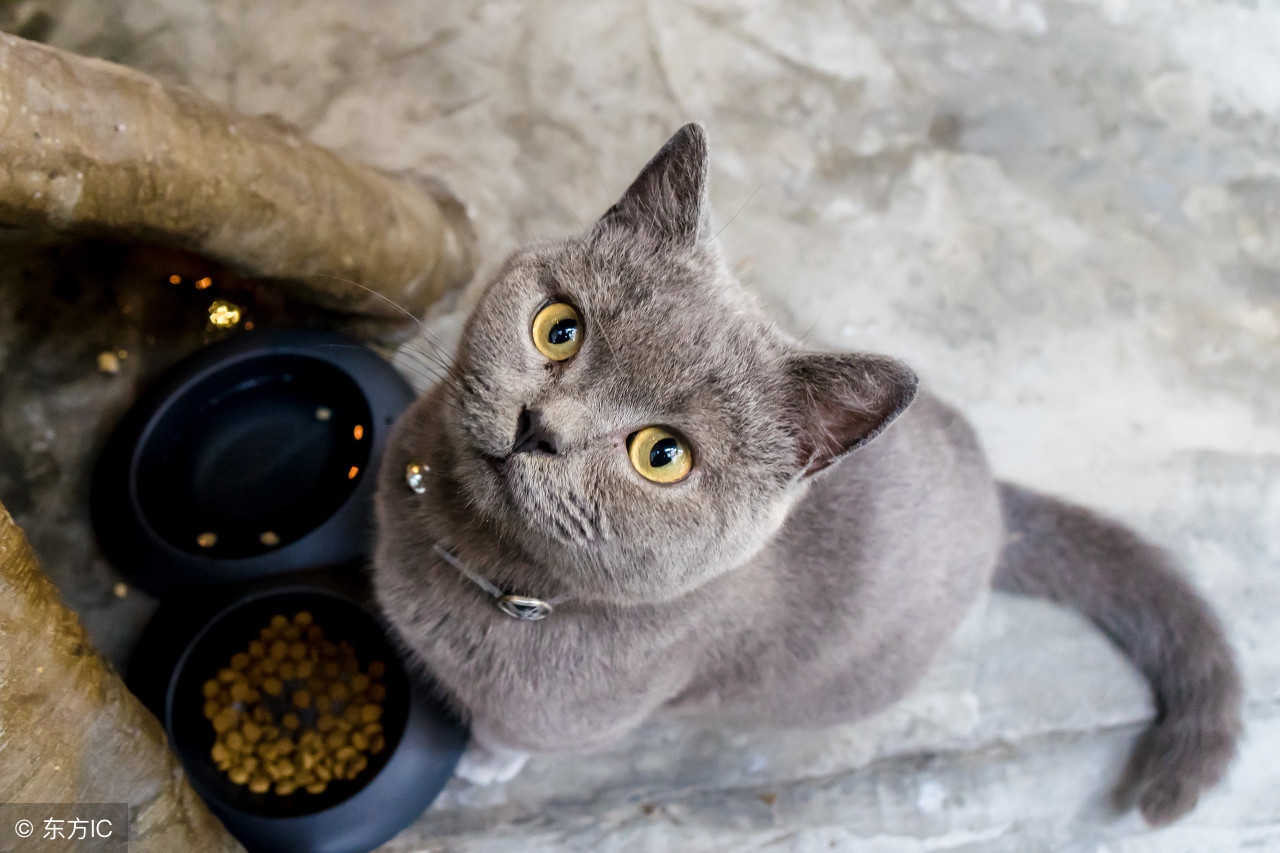 猫咪晕车，该怎么办？