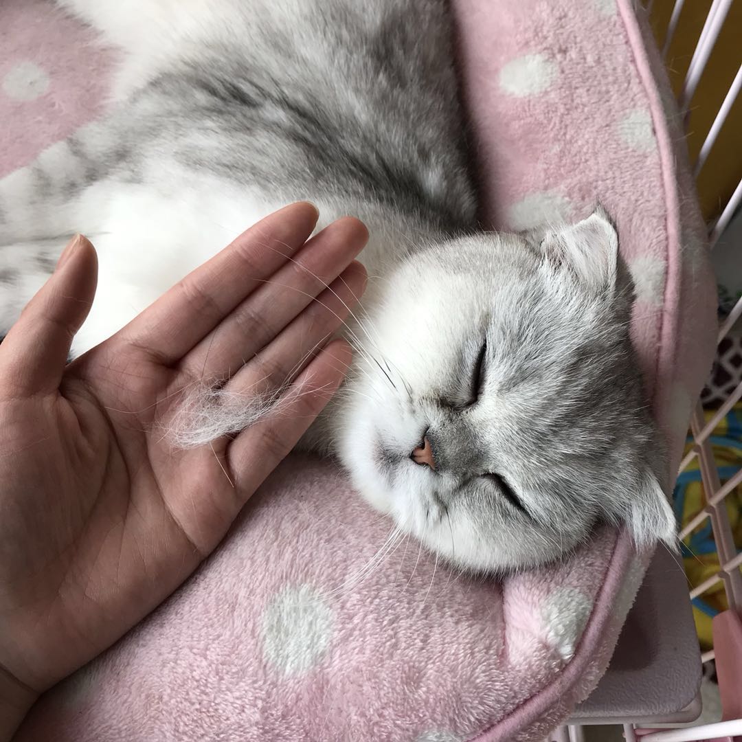 尘螨感应吸尘器,伊莱克斯吸尘器吸力