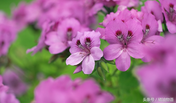 天竺葵精油涂在哪里止痛,面部专用精油天竺葵精油