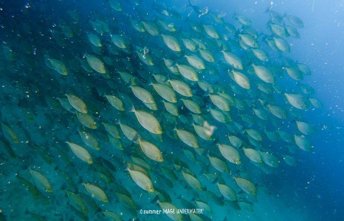 囧途：涛岛OW+AOW（高氧）考证之旅