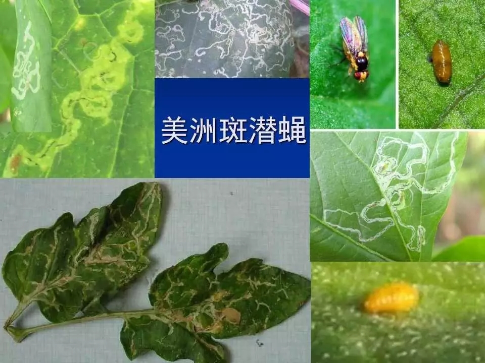 重庆室内常见害虫,储粮害虫常见图片