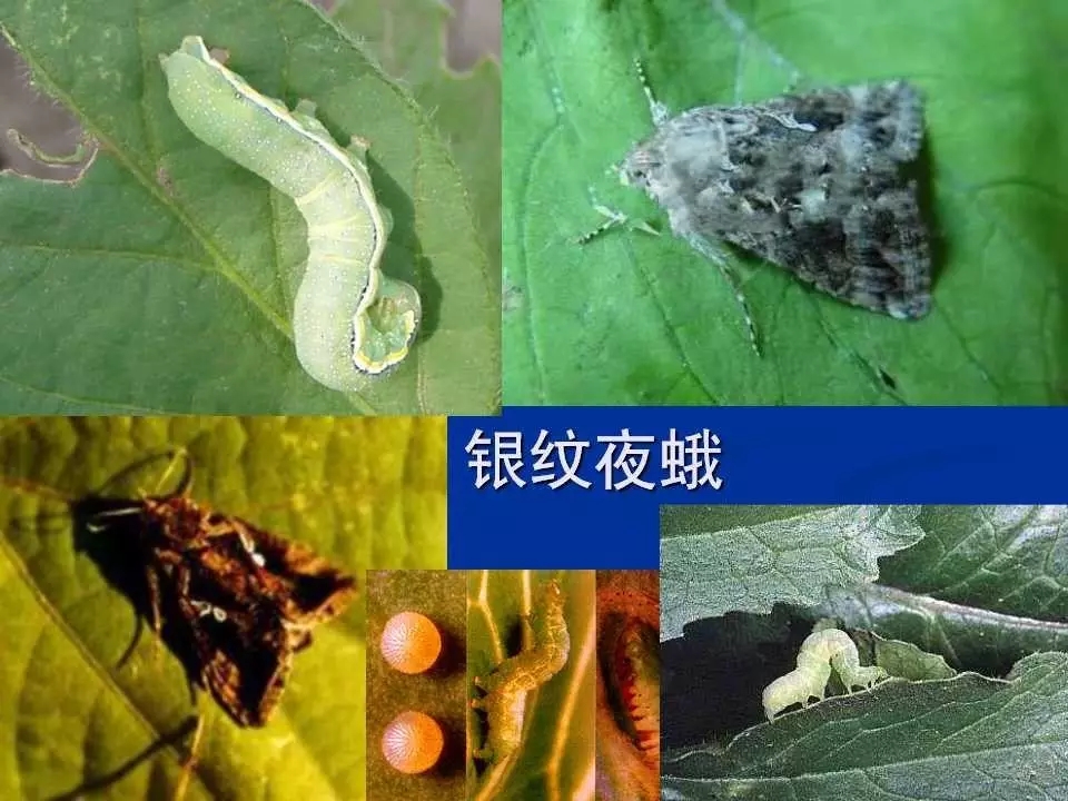 重庆室内常见害虫,储粮害虫常见图片