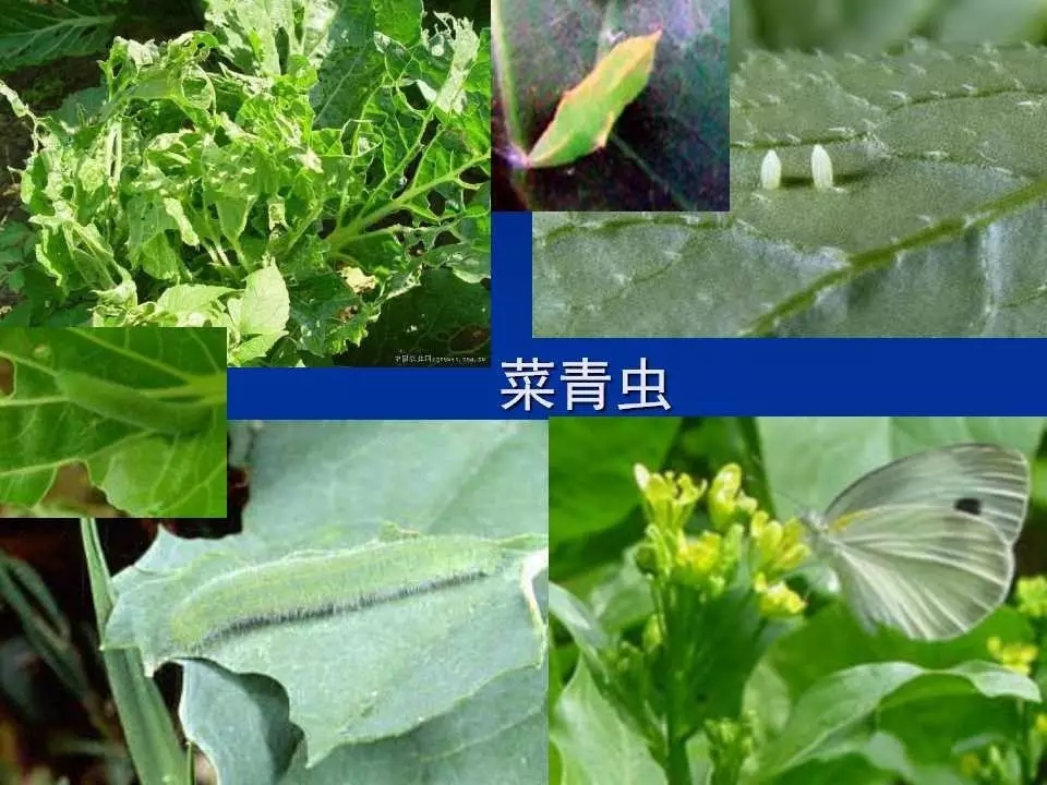 重庆室内常见害虫,储粮害虫常见图片