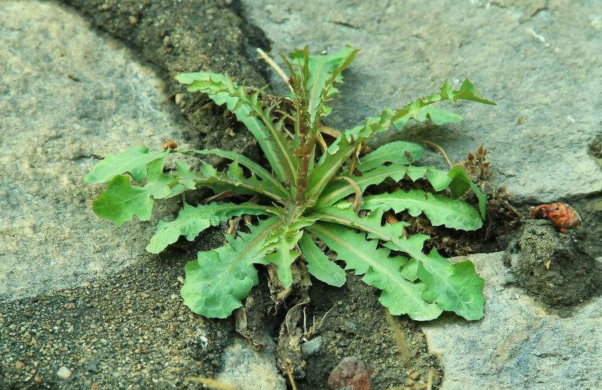 婆婆丁是蒲公英的别名,婆婆丁的学名是蒲公英吗