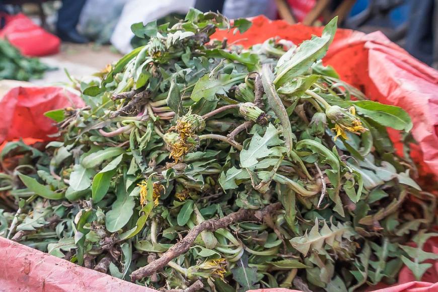 婆婆丁是蒲公英的别名,婆婆丁的学名是蒲公英吗