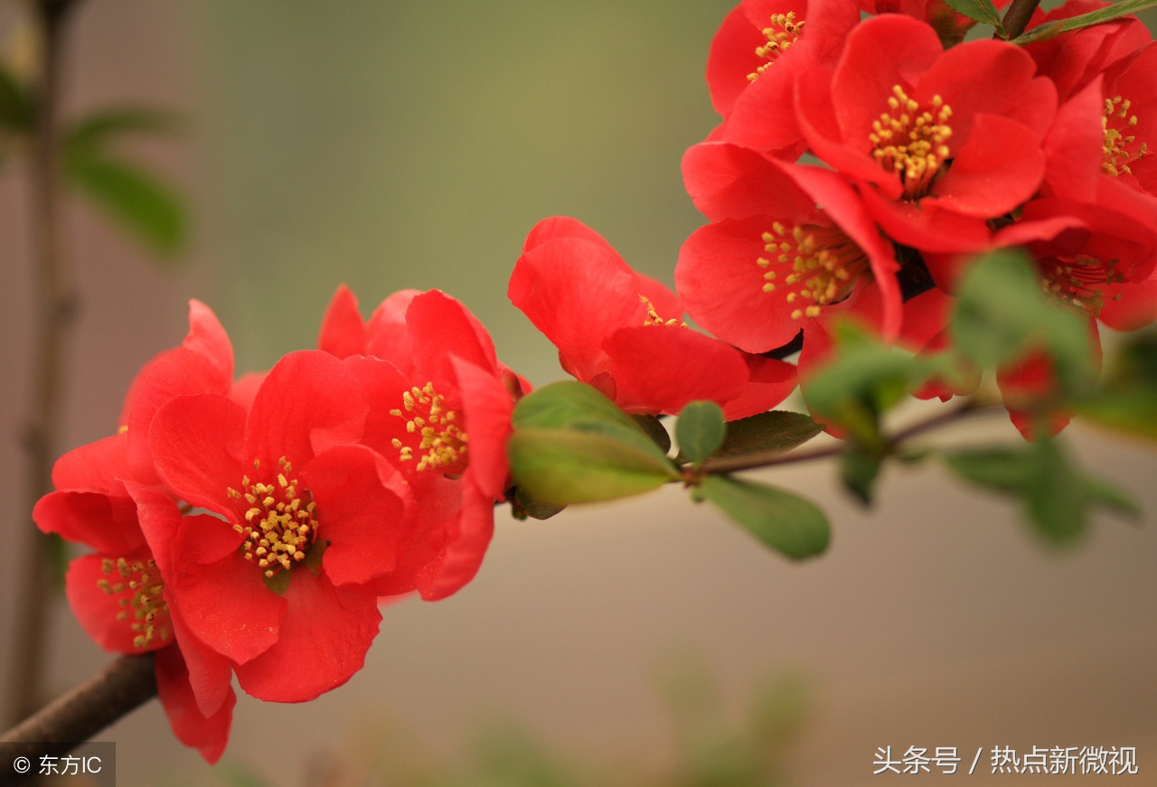 花语大全99种花语你需要了解,关于每种花的浪漫花语