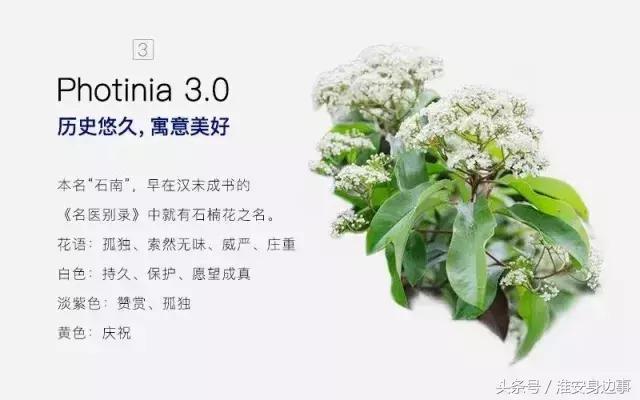 淮安市石楠花,淮安的石楠花