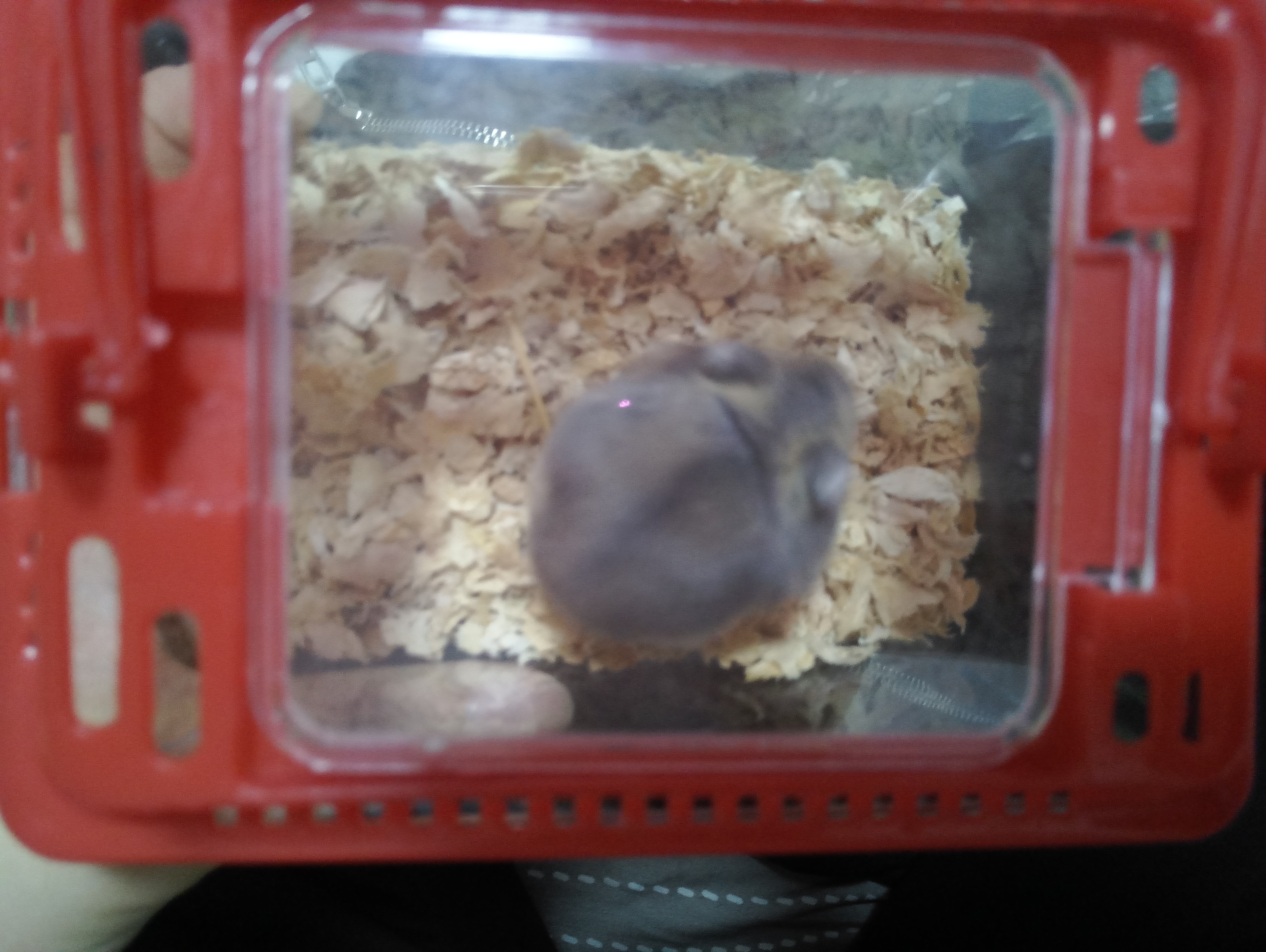 家里多新成员,毛绒绒小动物仓鼠