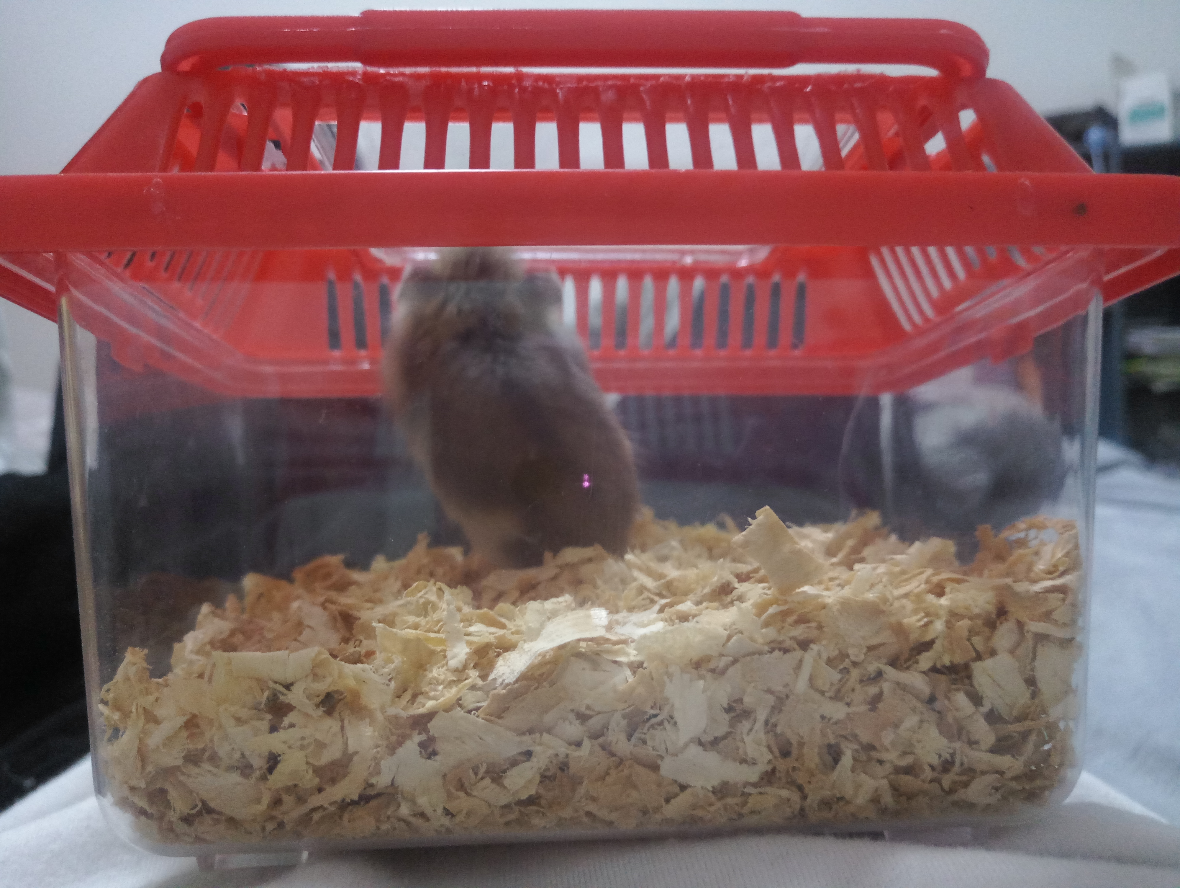 家里多新成员,毛绒绒小动物仓鼠