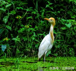 贵州茶山地图惊艳亮相,贵州大山茶山图片