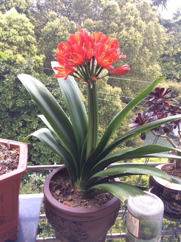 君子兰怎么养能让它开花长得快,君子兰怎么养才能更旺盛开花快