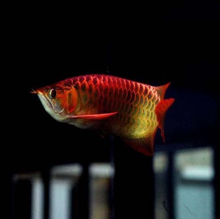 龙鱼老孙视频,龙鱼好养吗