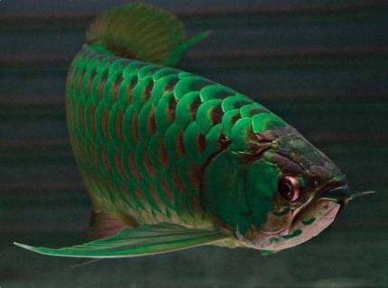 龙鱼老孙视频,龙鱼好养吗