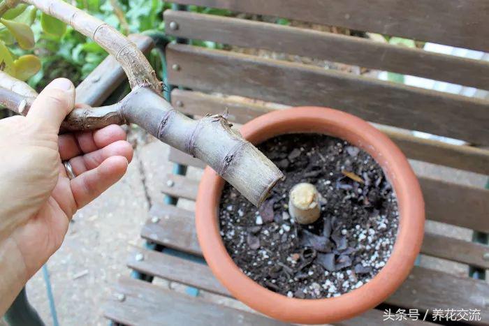 玉树叶子发黄不生长修剪后不发芽,玉树叶片中间发黄干枯掉怎么回事