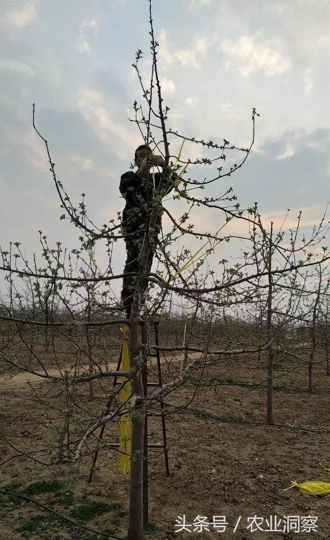 果农必学的标准化拉枝技术,果树拉枝的时节
