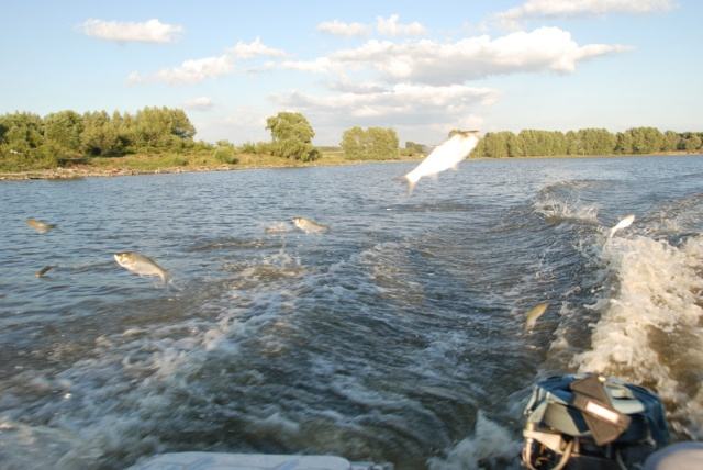 哈尔滨野狼湖,为东北最大的内陆平原湖,是野生狼栖息的天然场所