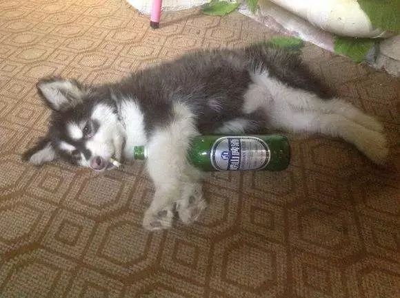 听说鸿毛药酒挺好喝？喵星人评测一下