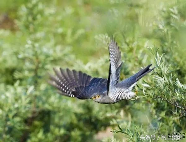 今日谷雨春天进入尾声,今日谷雨就是春天的最后一天吗