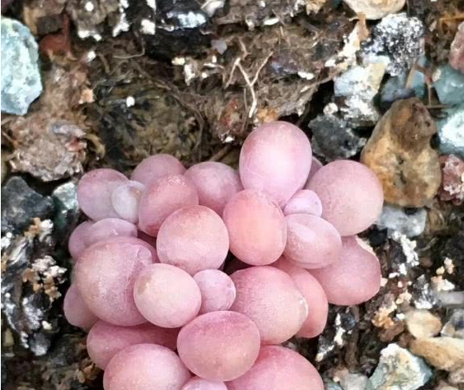 冬天桃蛋的养殖方法和注意事项,桃蛋露养的正确方法