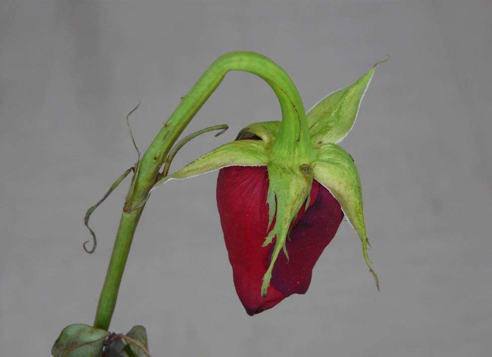 绣球鲜切花如何采后处理,鲜切花枯萎是什么原因