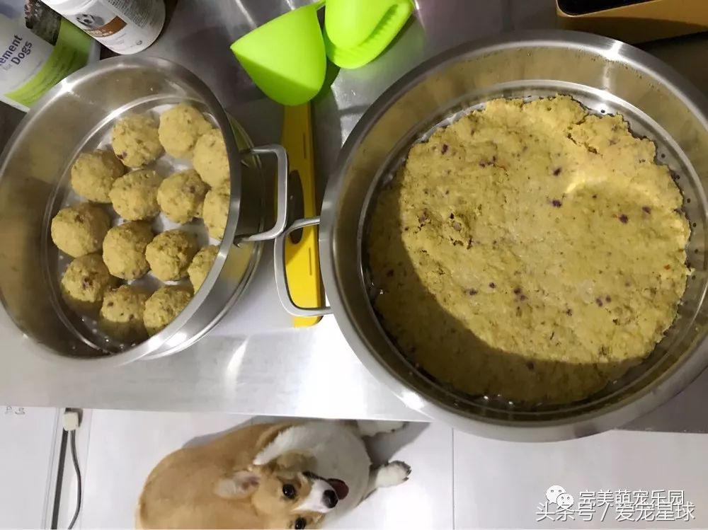 幼犬狗粮自制狗粮教程,怎么给狗自制狗粮器
