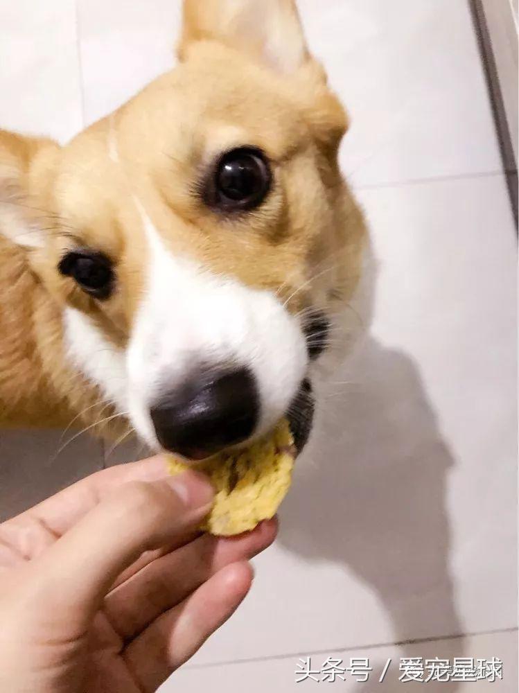 幼犬狗粮自制狗粮教程,怎么给狗自制狗粮器