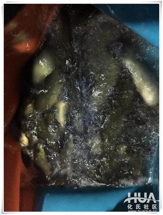 一味鲫有竿稍吗,一味鲫上鱼