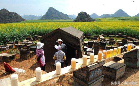 9.9元蜂蜜假的,9.9包邮的蜂蜜是真的吗