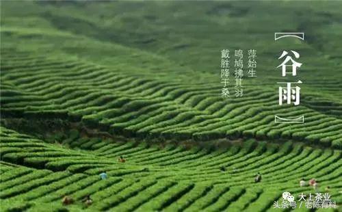风吹雨洗满城花且饮一杯谷雨茶,何似西窗谷雨茶赏析