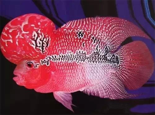 有什么样子奇特的观赏鱼,世界十大奇特的观赏鱼